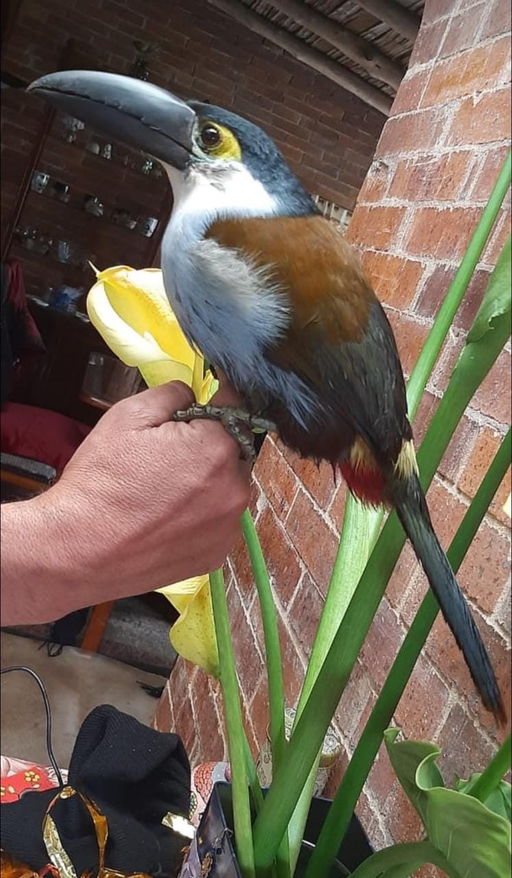 Avistamiento de Aves en La Calera