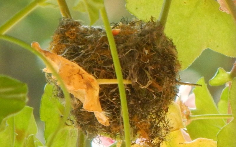 Nidos avistamientos de aves