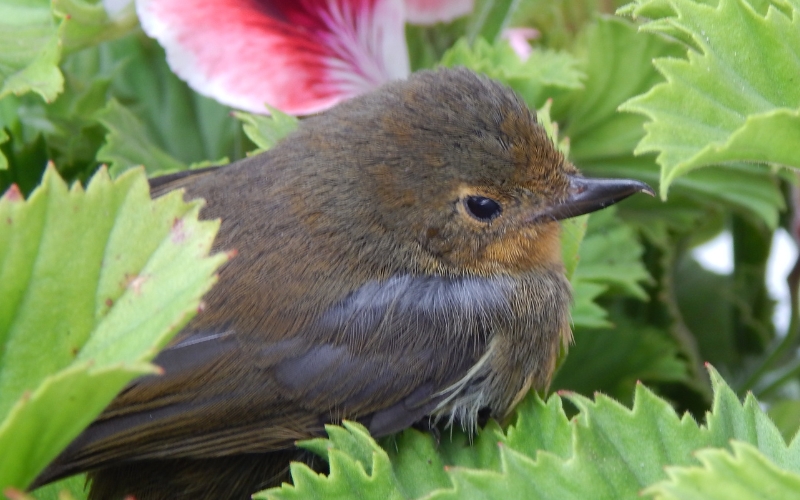 Avistamiento de aves cerca a Bogotá
