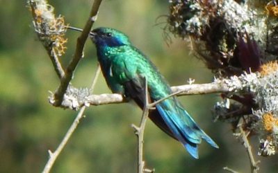 Avistamiento de Aves en La Calera: Una Experiencia de Conexión Profunda con la Naturaleza